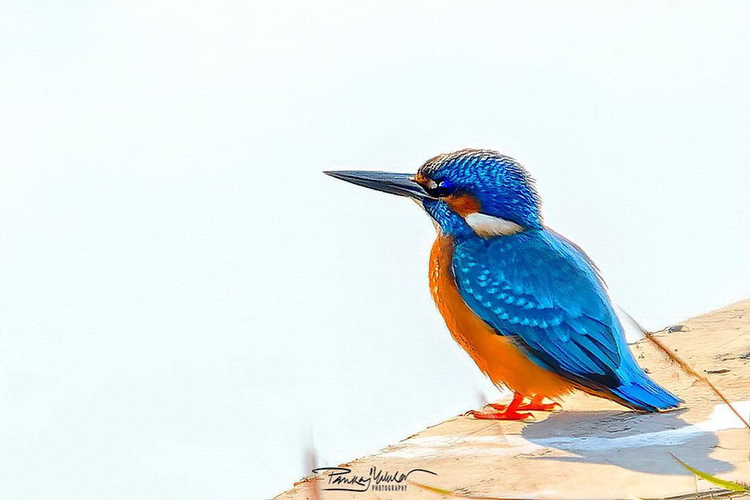 Common Kingfisher